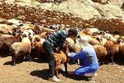 اجرای طرح واکسیناسیون فراگیر بروسلوز دام سبک در سطح شهرستان مشهد  
